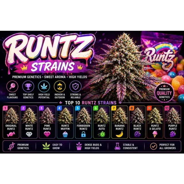 Best Runtz Cannabis Seeds UK (Top Sweet Strains Guide 2026)