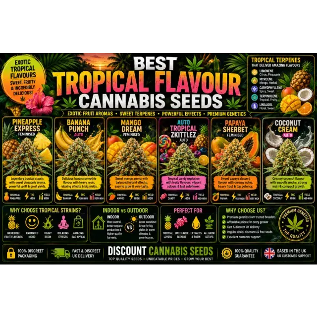 Cannabis Seeds: The Best Tropical Flavour Cannabis Seeds.