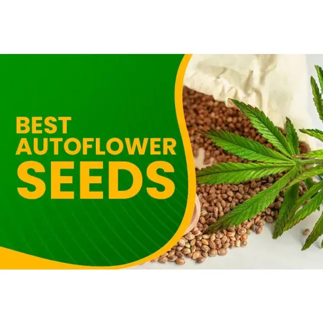 Game-Changing Potential of Auto-Flowering Cannabis Seeds: At Discount Cannabis Seeds