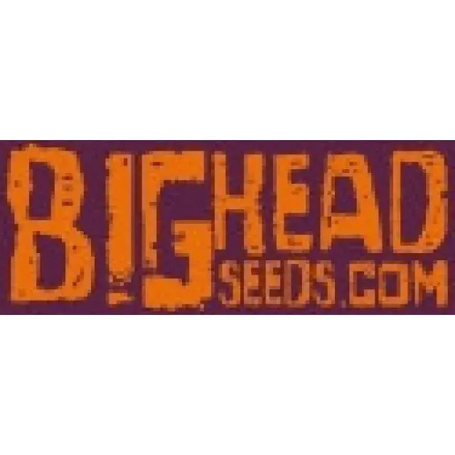 Big Head Seeds | Discount Cannabis Seeds