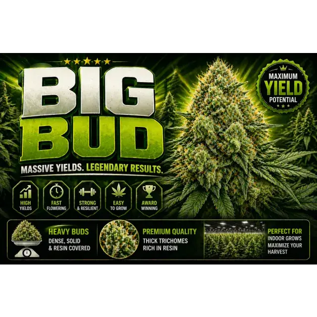 Big Bud Cannabis Seeds UK (High Yield Strain Guide 2026)