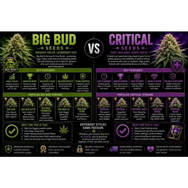 Cannabis Seeds: Big Bud Cannabis Seeds vs Critical Cannabis Seeds.