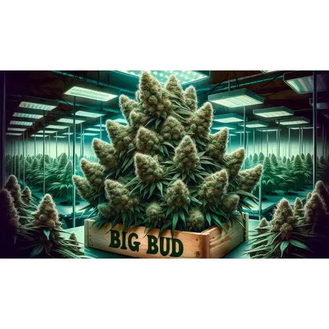 Exploring the Benefits and Challenges of Big Bud Cannabis Seeds.