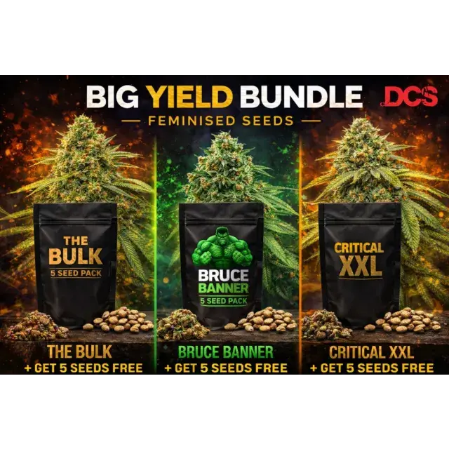 Cannabis Seeds: Best Indoor Cannabis Seeds UK (Top 10 2026 Guide).