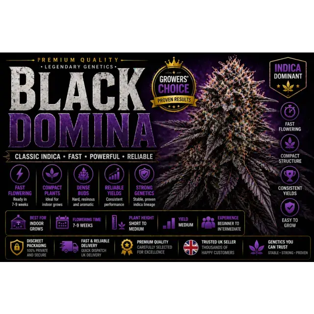 Black Domina Cannabis Seeds UK (Classic Indica Guide 2026)