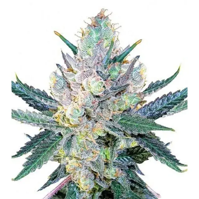 Warum Cheese-Cannabissamen die ultimative Wahl für den Anbau sind.