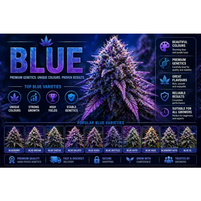 Blue Cannabis Seeds UK (Top Blue Strains Guide 2026).