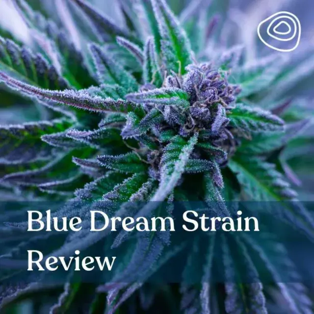 Blue Dream Cannabis Seeds: The Strain That Captivated the World.