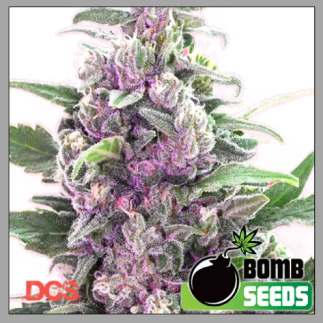 Cannabis Seeds - THC Bomb  By Bomb Seeds Review.