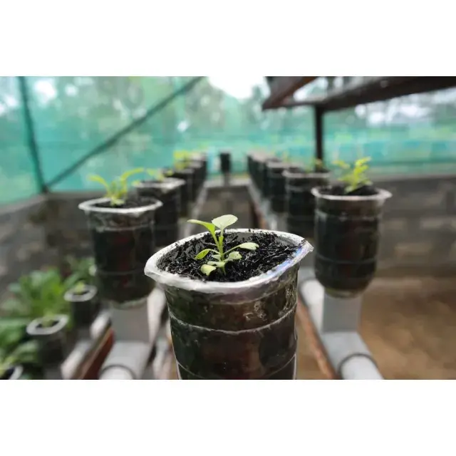 High-Yield Cannabis Seeds for Growers: Top Strains, Reviews & Tips.