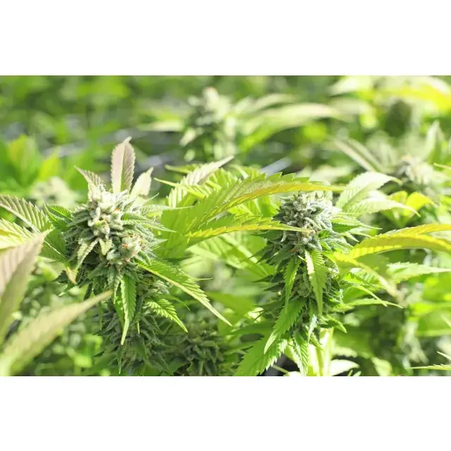 Unleash Your Inner Hulk with Bruce Banner Cannabis Seeds Strains