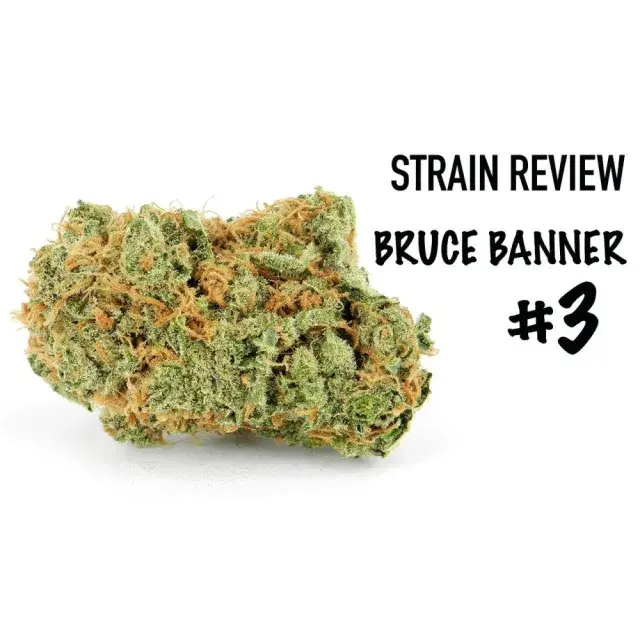  Comprehensive Growing Reviews on Bruce Banner Cannabis Seeds at Discount Cannabis Seeds.