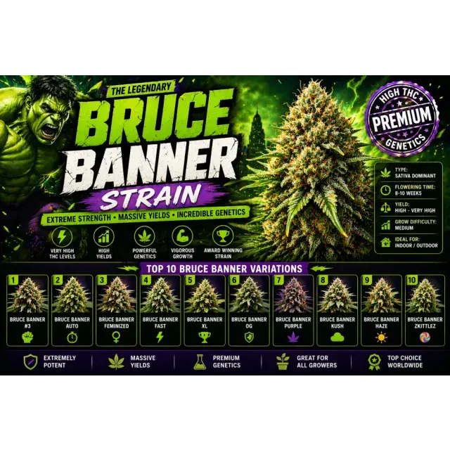 Bruce Banner Cannabis Seeds UK (High THC Grow Guide 2026)
