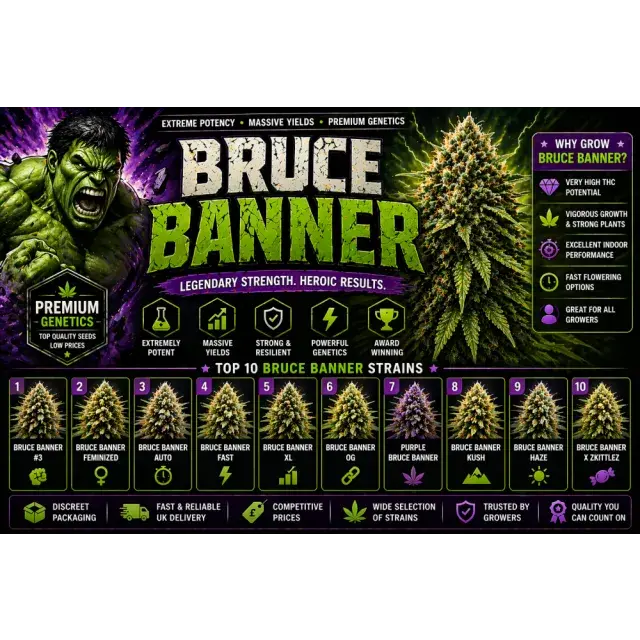 Bruce Banner Cannabis Seeds UK (High THC Strain Guide 2026).