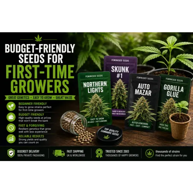 Cannabis Seeds: Budget-Friendly Seeds for First-Time Growers.
