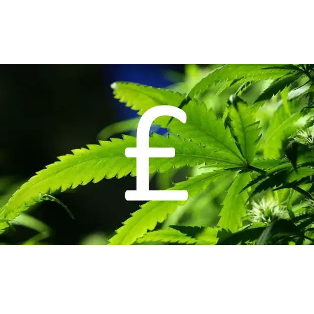 The best and cheapest cannabis seeds - Discount Cannabis Seeds