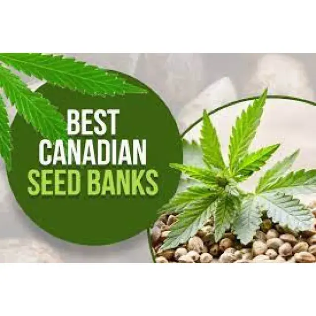 Why You Should Add Discount Cannabis Seeds to Your Top List.