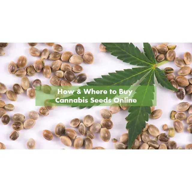 Entdecken Sie die besten Cannabissamen jetzt mit 50 % Rabatt bei Discount Cannabis Seeds.
