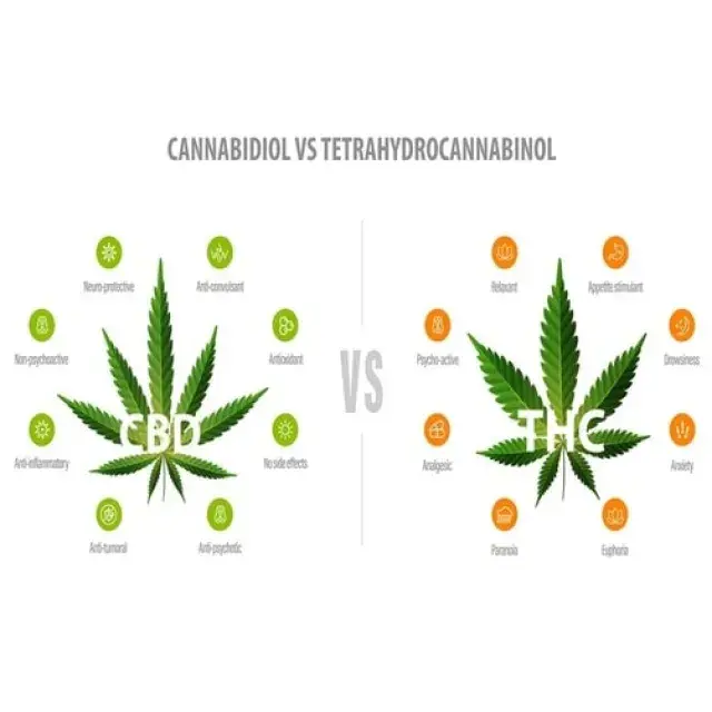  Understanding the Difference: CBD and THC Cannabis Seeds.