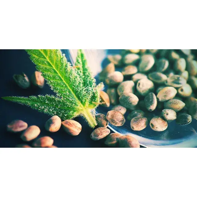 Discover the Best CBD Cannabis Seeds at Discount Cannabis Seeds