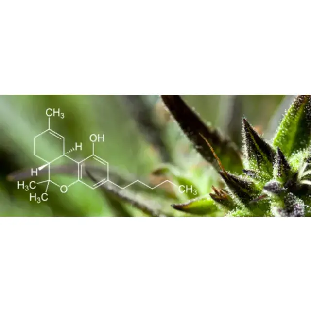 Medical Cannabis Seeds - Discount Cannabis Seeds