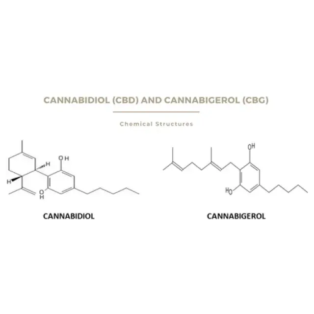 CBD and CBG Cannabis Seeds Strains from Dutch Passion