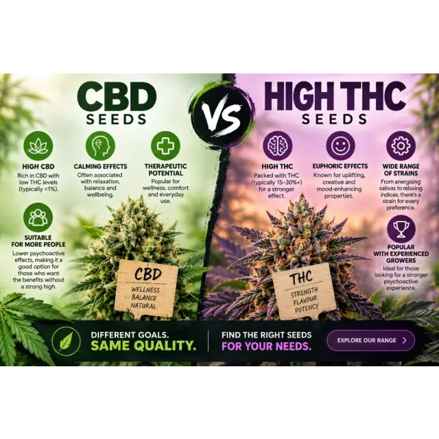 Cannabis Seeds: CBD Cannabis Seeds vs High THC Cannabis Seeds.