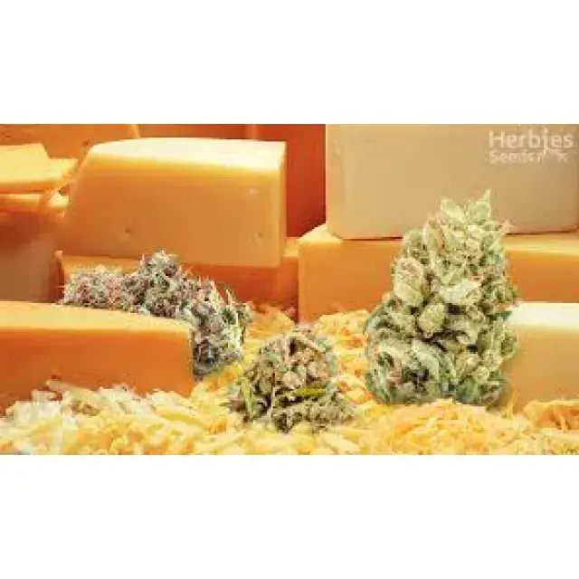 Quality of Cheese Cannabis Seeds Strains at Discount Cannabis Seeds.