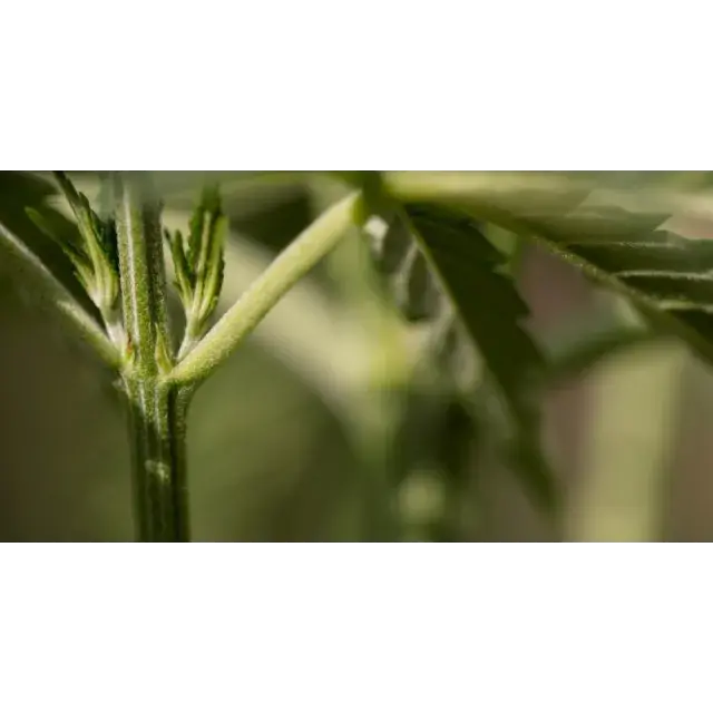 Canabis stalk - Discount Cannabis Seeds