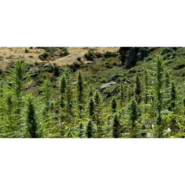 Cannabis evolution - Discount Cannabis Seeds