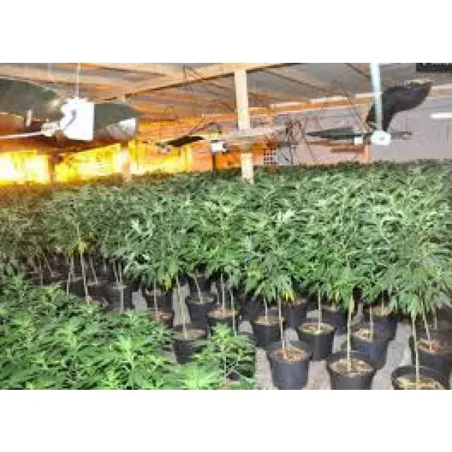 Discount Cannabis Seeds Review of the Cannabis Industry – July 2018