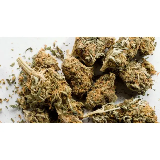 All you need to know about Cannabis - Discount Cannabis Seeds