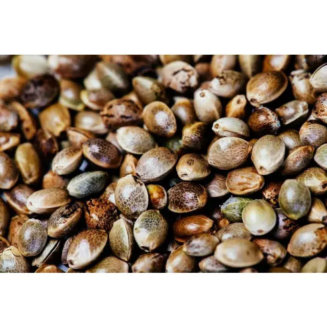 The Future of Cannabis Seeds: Exploring the Latest Trends.