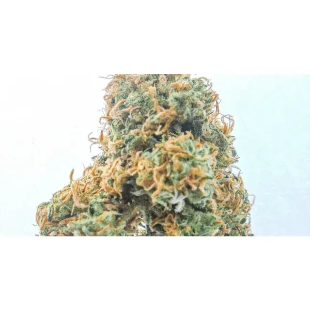 Discover the Best Top-Rated Classic Cannabis Seeds Varieties.