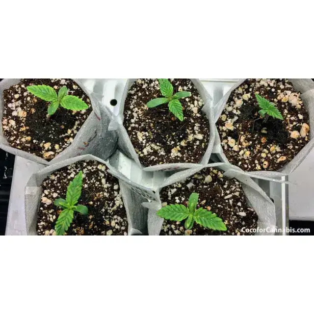 The Best Deals on Discount Cannabis Seeds