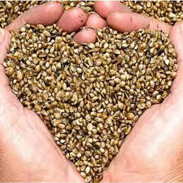Cannabis Seeds for sale - Discount Cannabis Seeds.