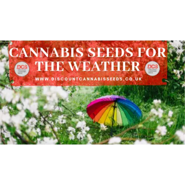 Cannabis Seeds for the Weather - Discount Cannabis Seeds