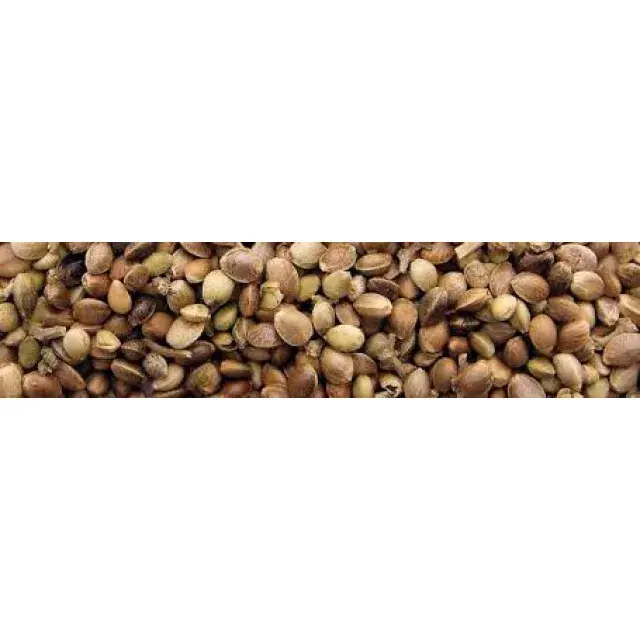 Cannabis Seeds Choosing the Right Strain - Discount Cannabis Seeds.