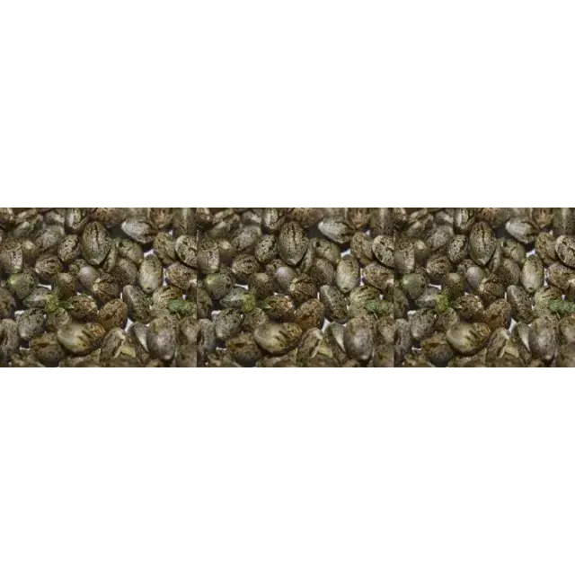 Buy Cannabis Seeds in the UK - Discount Cannabis Seeds