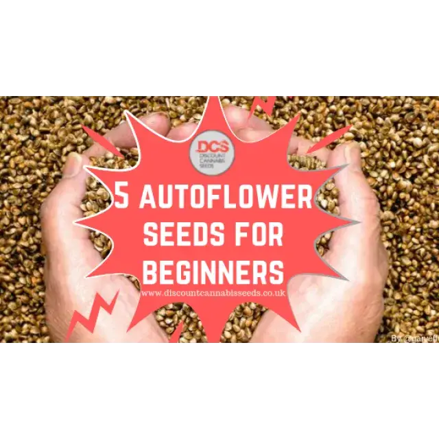 Cannabis Seeds - Auto Cannabis Strains for Beginners.