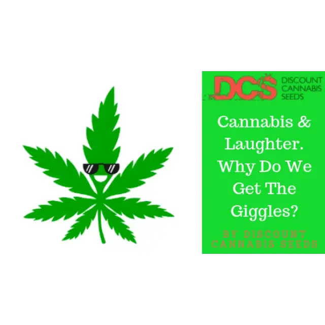 Cannabis and Laughter - Discount Cannabis Seeds