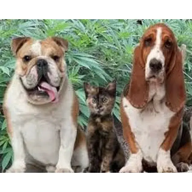 Cannabis Seeds and Pets | Discount Cannabis Seeds