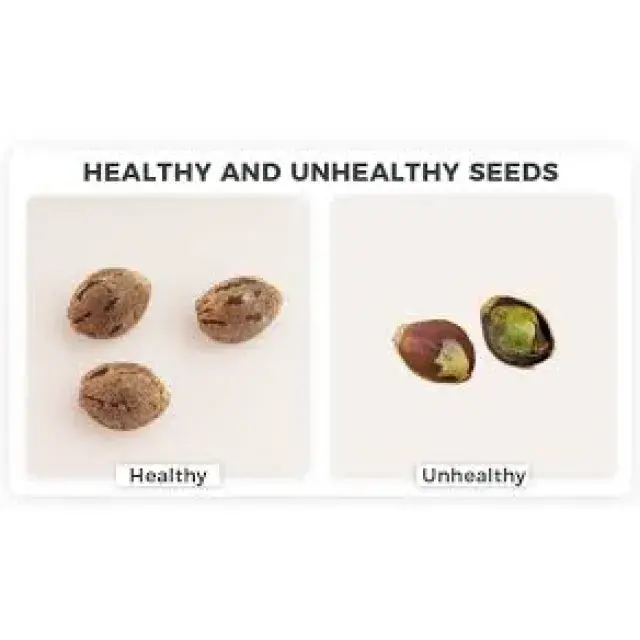 Cannabis Seeds Quality Guide: How to Tell If Seeds Are Good Before You Buy.