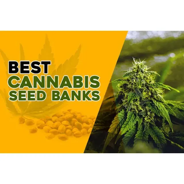 Cannabis Seeds: How to Choose a Reliable Cannabis Seeds Bank.