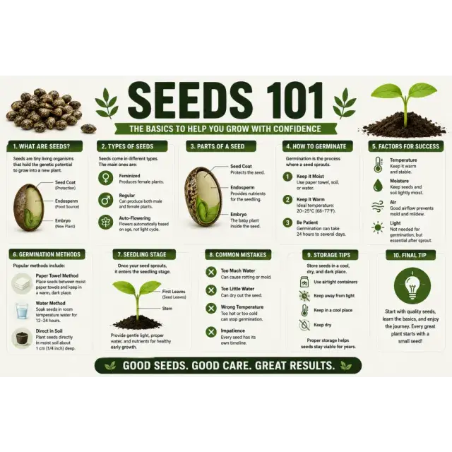 Cannabis Seeds 101: The Complete Guide to Choosing Cannabis Seeds.