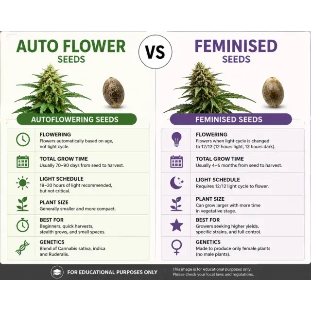 Cannabis Seeds: Auto Flower vs Feminised Cannabis Seeds.