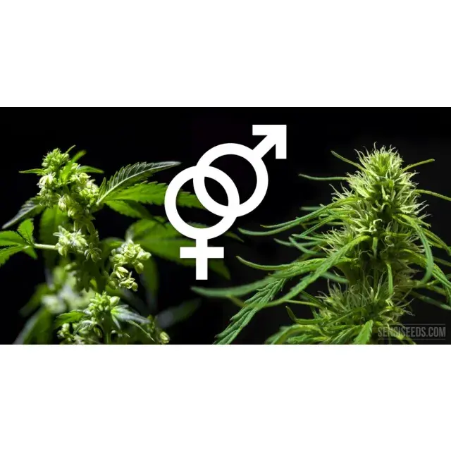 Feminised vs Regular Cannabis Seeds: Everything You Need to Know.