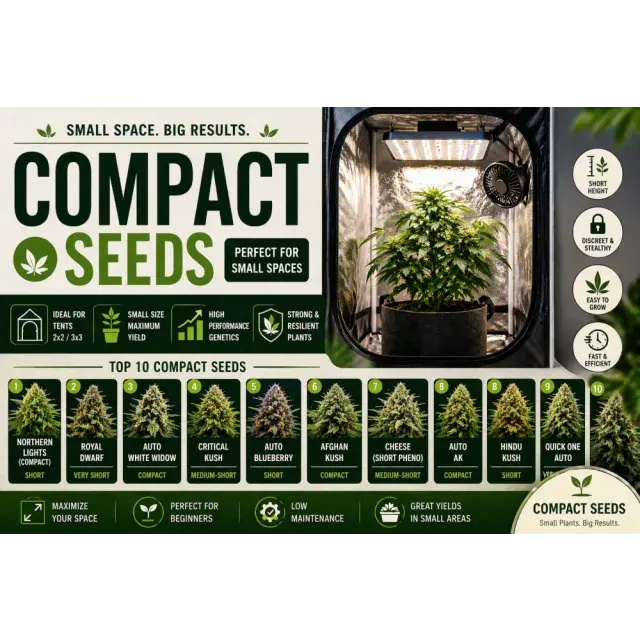 Cannabis Seeds: Best Compact Seeds (Small Space Growing Guide 2026)