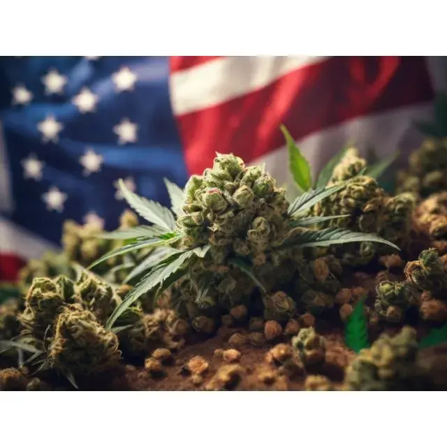  Cannabis Seeds: Best Selling Seeds at Discount Cannabis Seeds.