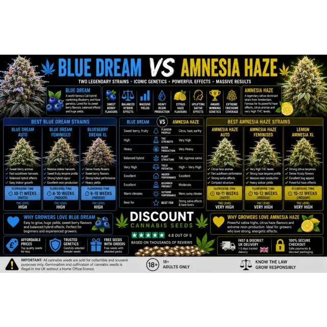 Cannabis Seeds: Blue Dream vs Amnesia Haze Strains.